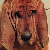 Thumbnail for the Ty Segall - Goodbye Bread link, provided by host site