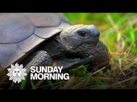 Thumbnail for the CBS Sunday Morning - Nature: Gopher tortoises in Florida link, provided by host site