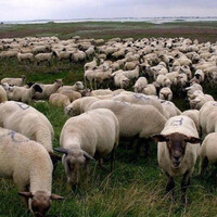 Thumbnail for the $uicideboy$ - Grey Sheep link, provided by host site