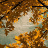 Thumbnail for the Purl - Growing link, provided by host site
