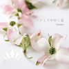 Thumbnail for the Frame - Hanamizuki Saku Michi link, provided by host site
