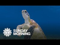 Thumbnail for the CBS Sunday Morning - Nature: Hawksbill turtles in Mexico link, provided by host site