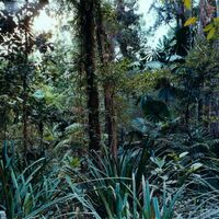 Thumbnail for the Laraaji - Holomin 1 link, provided by host site