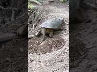 Thumbnail for the David Prorok - Holy cow giant turtle laying eggs right on the trail link, provided by host site