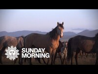 Thumbnail for the CBS Sunday Morning - Nature: Horses in the Sierras link, provided by host site