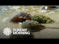 Thumbnail for the CBS Sunday Morning - Nature: Horseshoe crabs in Florida link, provided by host site