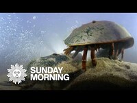 Thumbnail for the CBS Sunday Morning - Nature: Horseshoe crabs in Maine link, provided by host site