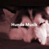 Thumbnail for the Brainwaves Mike - Hunde Musik: Entspannungsmusik für Hunde und Katzen link, provided by host site