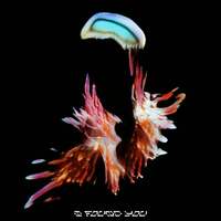 Thumbnail for the Sub Focus - I Found You (Grafix Remix) link, provided by host site