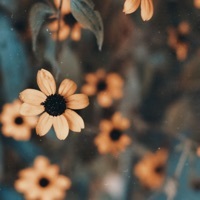 Thumbnail for the Onething - I'ts You link, provided by host site