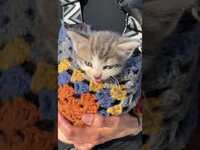 Thumbnail for the Theory of a Deadman - If you listen closely this little kitty is saying "meow go listen to meow" link, provided by host site