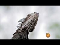 Thumbnail for the CBS Sunday Morning - Nature: Iguanas in the U.S. Virgin Islands link, provided by host site