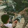 Thumbnail for the Unknown Mortal Orchestra - In The Rear View link, provided by host site
