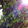 Thumbnail for the Mau - Inori link, provided by host site