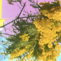Thumbnail for the Four Tet - Into Dust (Still Falling) link, provided by host site