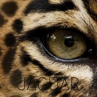 Thumbnail for the Jetsam - Jaguar link, provided by host site