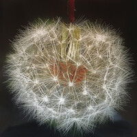 Thumbnail for the Footsteps - Japanese sparklers link, provided by host site