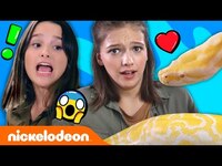 Thumbnail for the Annie LeBlanc - & Jayden Bartels Wrestle a Giant Snake! 🐍 Expert Attempters: Ep. 1 | Nick link, provided by host site