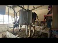 Thumbnail for the David Prorok - JOSH INSEMINATED A COW 🐮💦 link, provided by host site