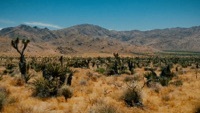 Thumbnail for the Ben Harper - Joshua Tree (Band Version) link, provided by host site