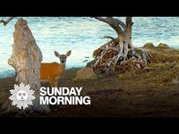 Thumbnail for the CBS Sunday Morning - Nature: Key deer in Florida link, provided by host site
