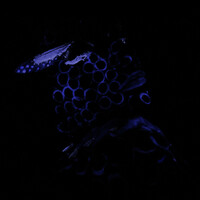 Thumbnail for the Pavel Dovgal - Kiss Purple link, provided by host site
