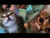 Thumbnail for the Lil Bub - Kitten BUB's First Week Home link, provided by host site