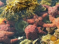 Thumbnail for the CBS Sunday Morning - Nature: Laguna Beach link, provided by host site
