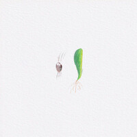 Thumbnail for the Perotá Chingò - Las Plantas Crecen link, provided by host site