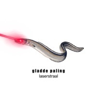 Image of gladde paling linking to their artist page due to link from them being at the top of the main table on this page
