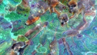 Thumbnail for the Bicep - Lido link, provided by host site