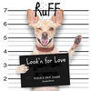 Thumbnail for the Ruff - Look'n for Love link, provided by host site