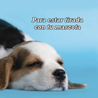 Thumbnail for the Cami - LUNA link, provided by host site