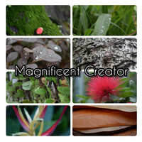 Thumbnail for the Brad Garrett - Magnificent Creator link, provided by host site
