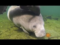 Thumbnail for the CBS Sunday Morning - Nature: Manatees in Blue Spring State Park link, provided by host site