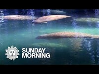 Thumbnail for the CBS Sunday Morning - Nature: Manatees in Florida link, provided by host site