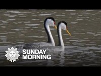 Thumbnail for the CBS Sunday Morning - Nature: Mating grebes link, provided by host site