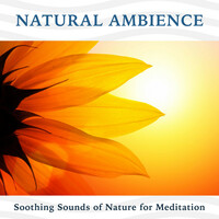 Thumbnail for the Uma Gaye - Meditative Music Guru link, provided by host site