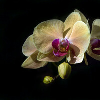 Thumbnail for the Asian Zen Meditation - Mindful Living Sounds | Deep, Restful Sleep link, provided by host site