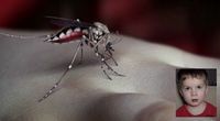 Thumbnail for the Yeah Yeah Yeahs - Mosquito link, provided by host site