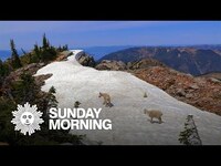 Thumbnail for the CBS Sunday Morning - Mountain goats in Idaho link, provided by host site