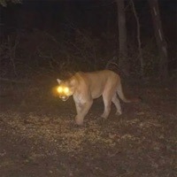 Thumbnail for the Bruiser Wolf - Mountain Lion link, provided by host site