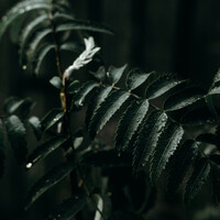 Thumbnail for the Asian Zen Meditation - Music for Healing out and Chilling Out link, provided by host site