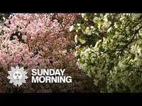 Thumbnail for the CBS Sunday Morning - Nature: National Arboretum link, provided by host site