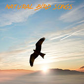 Thumbnail for the Andrew Cole - Natural Bird Songs link, provided by host site