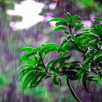 Thumbnail for the Nature Sounds for Sleep and Relaxation - Nature Sounds for Sleep and Relaxation – Rainy Sounds for Calm or Sleep (Loopable) link, provided by host site