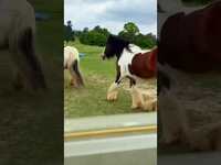 Thumbnail for the Neal McCoy - Neal’s Ranch Cam-Episode 5 #horse #horses #farmlife #ranchlife link, provided by host site