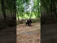 Thumbnail for the Neal McCoy - Neal’s Ranch Cam-pt 3! Introducing Black Monday to Old Glory Ranch 🐮 #farmlife #cowvideos #cowboys link, provided by host site