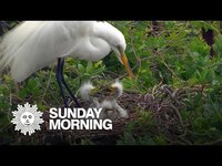 Thumbnail for the CBS Sunday Morning - Nature: Nesting birds in Florida link, provided by host site