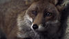 Thumbnail for the Cathy Davey - New Forest link, provided by host site